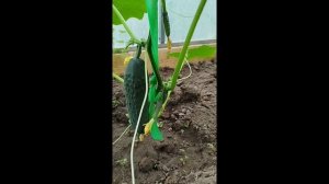 Первый урожай огурцов 🥒🥒🥒