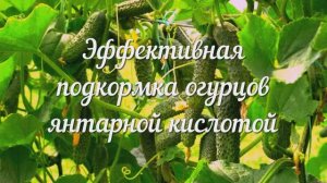 Янтарная Кислота для Огурцов. Секреты для Ускоренного Роста и Урожая