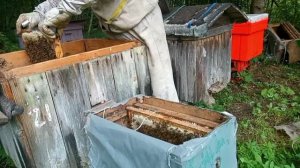 Отличные рои сидели в ловушках