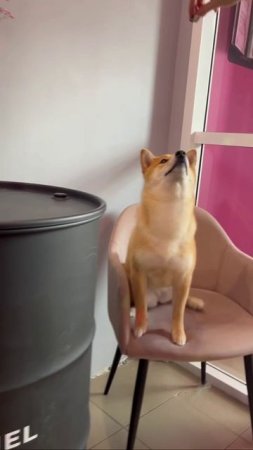 Самое милое видео за сегодня 😍