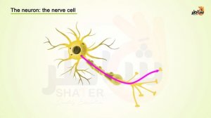Resting potential_Eng (1080p with 25fps)