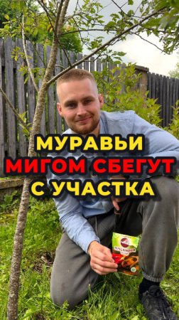 Копеечное средство от муравьев