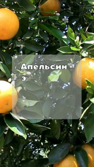 Правда или ложь. Фрукты #квиз #микроквиз #викторина #тест #правдаилиложь