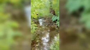 Смертельный трюк: шесть часов в топи болот
