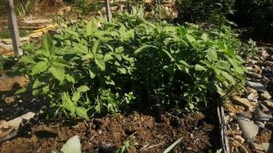 Один из мои способов улучшения плодородия почвы