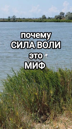 Почему сила воли – это миф #психология #мотивация #финансы #реализация