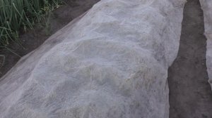 Защита ягоды клубники от ночной росы