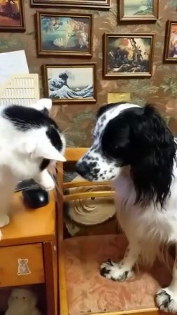 Как кошка с собакой... Это про них...)))