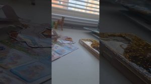 поход в магазин за пони.