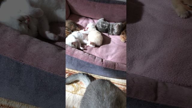 Котятам кошки Кайли 22 дня.