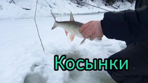 РЫБАЛКА НА КОСЫНКИ.  КРУПНЫЙ ОКУНЬ.