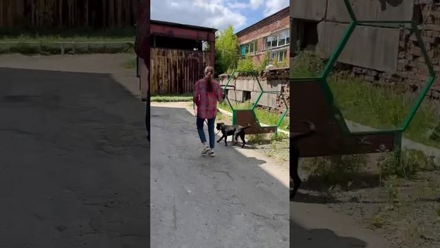 Очень нужны волонтеры в Муниципальный приют для прогулки с собаками!