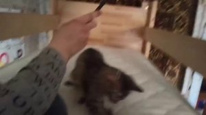 Наша кошка играется.