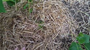 Нарочно не придумаешь, Юра чудачит.