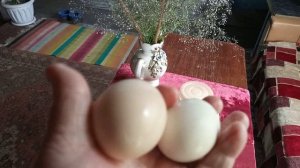ЛЕТНИЕ КАНИКУЛЫ ЗАКОНЧИЛИСЬ🌺 и СНОВА КЛУБ🏡 / ДОМА ХОЗЯЙСТВО 🐥🐣/ Уральское село