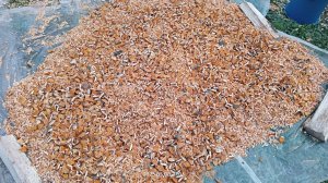 изготовление ольхи для холодного копчения