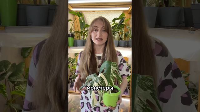 Монстера - неприхотливое комнатное растение: советы по уходу