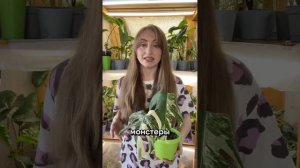 Монстера - неприхотливое комнатное растение: советы по уходу