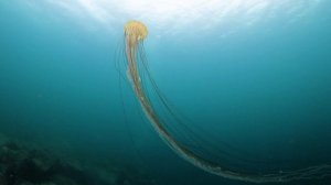 Компасная медуза