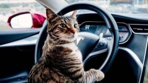 😹 Ловите подборку угарных приколов с котиками, озвученных до слез!
