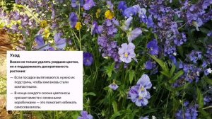 Виолла рогатая! Красивый и оказывается сьедобный цветок!