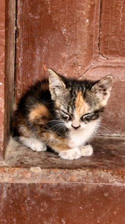 Нашла на улице котят и решила взять их домой 🐱🐱🤗 #Shorts