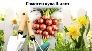 Самосев лук Шалот | Садовод со стажем