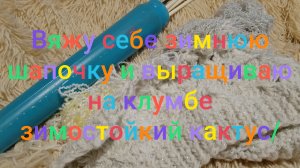 Вяжу зимнюю шапочку/ Выращиваю на клумбе зимостойкий кактус