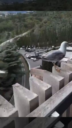 В Крыму нашли тех самых чаек из «В поисках Немо»