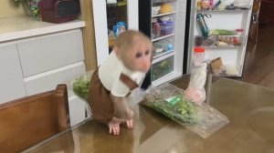 Обезьянка умница махонькая едет на папе Папа на мотоцикле в магазин Милаха дома из холодильника выбр