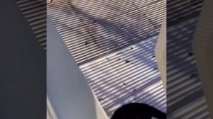 Котики