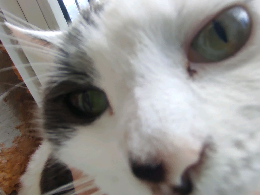 мем котяра