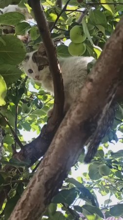 Котята-верхолазята