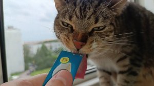 Лакомящийся кот