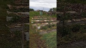 наконец-то руки дошли до косьбы зарослей