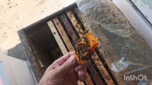 Подсадка матки И.О от Е.Корнева.