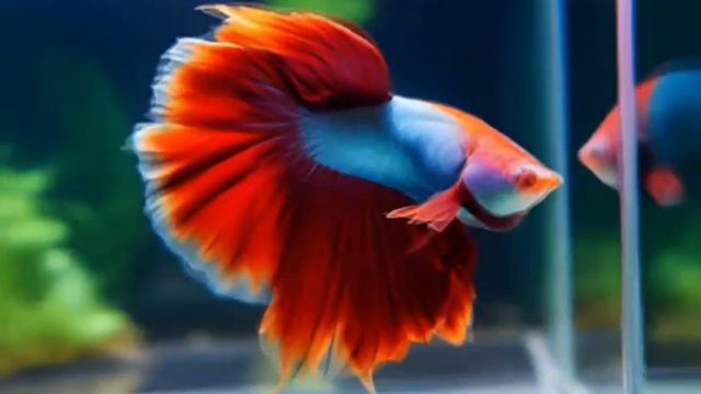 АСМР. ASMR. Рыбки в аквариуме. Для медитации, антистресс. смотреть онлайн