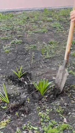 Студенты  ИСА и ЖКХ провели субботник на территории 5 корпуса.