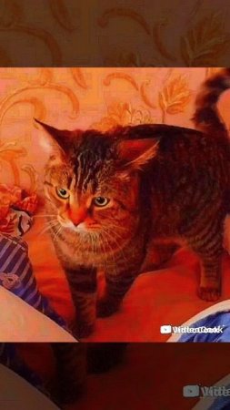 Кот 3