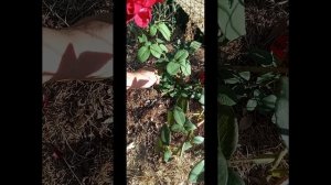 Состояние участка на 7 июля 25 года. Португалия.