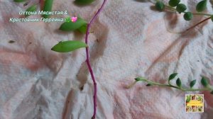 Оттона Мясистая & Крестовник Геррейна. 🌿💖