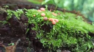Ликогала древесинная (Lycogala epidendrum, Galeperdon epidendron, Lycoperdon epidendrum).