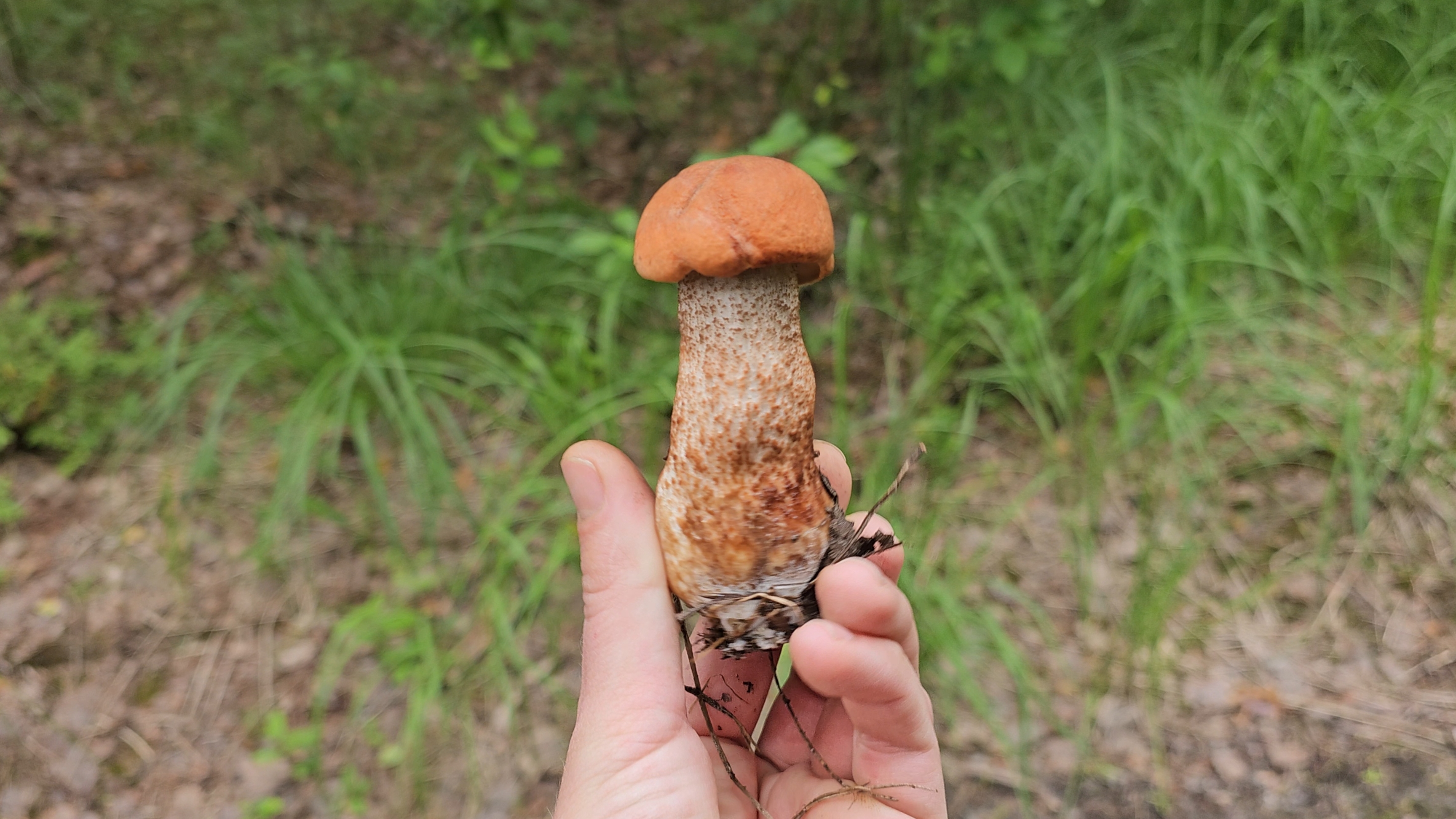 БЕЛЫЕ ГРИБЫ. Рязанская область. Июль 2025 смотреть онлайн