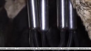 Денис Паслер направил 120 миллионов рублей на модернизацию комплексов животноводства