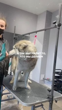 Готовы познакомиться поближе с командой «Лапки Грум»?