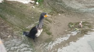 морская чайка баклан