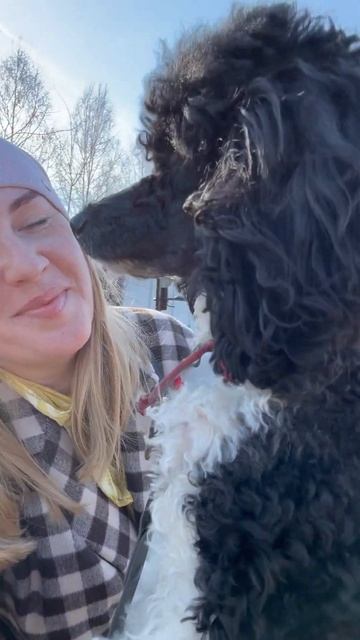 14 апреля 2025 г. #пудель #poodle #моясобака #бонни смотреть онлайн