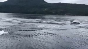 Я Бы И Сам Не Поверил.,Но Это Видео Удалось Снять На Камеру.

#Развлекательно