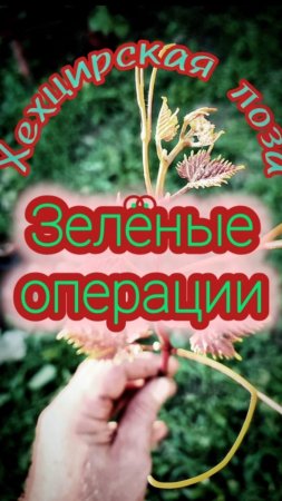Зеленые операции на винограде