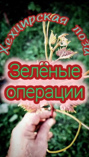 Зеленые операции на винограде